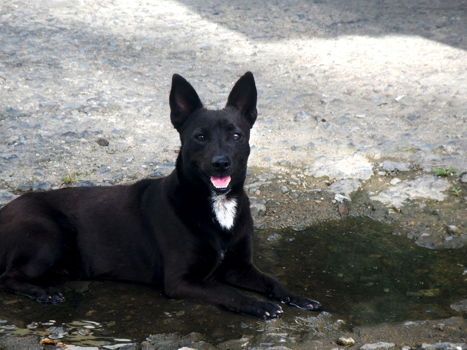 Nikon Coolpix AW110 sample photo. Stray dog, dog, hound photography