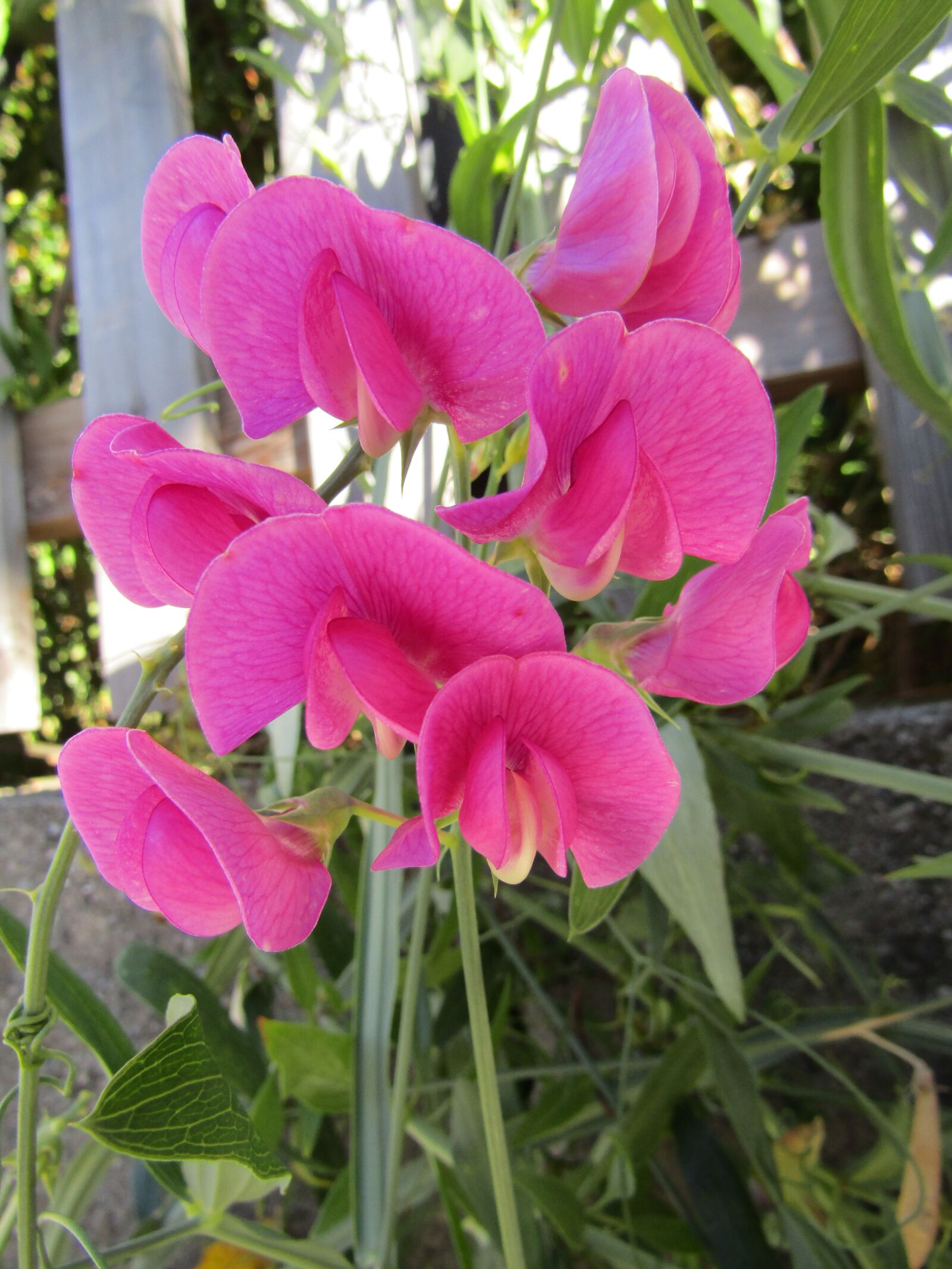 Canon POWERSHOT SX432 IS sample photo. Vetches, pink, garden photography