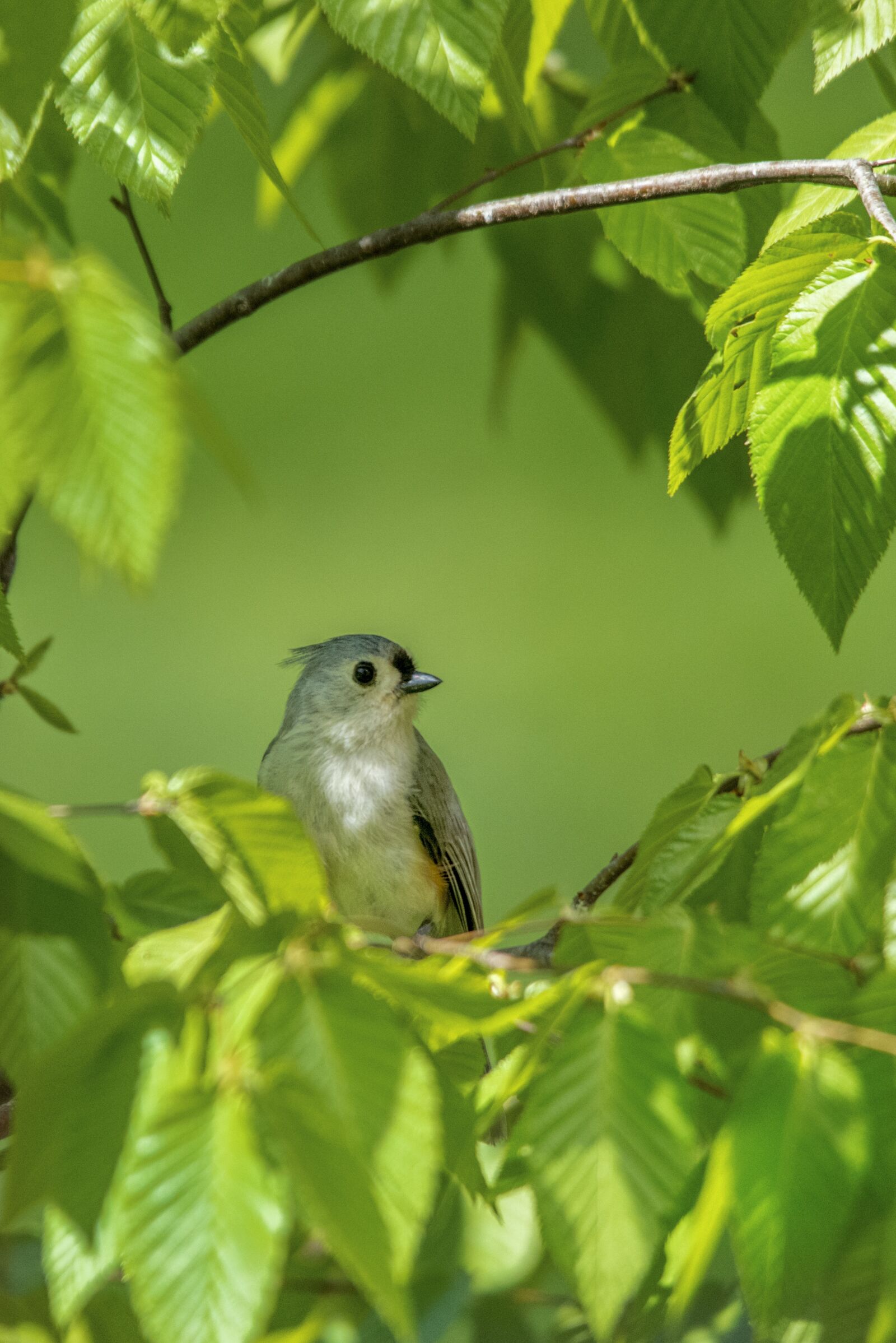 Nikon D800 sample photo. Tufted titmouse, birds, wildlife photography