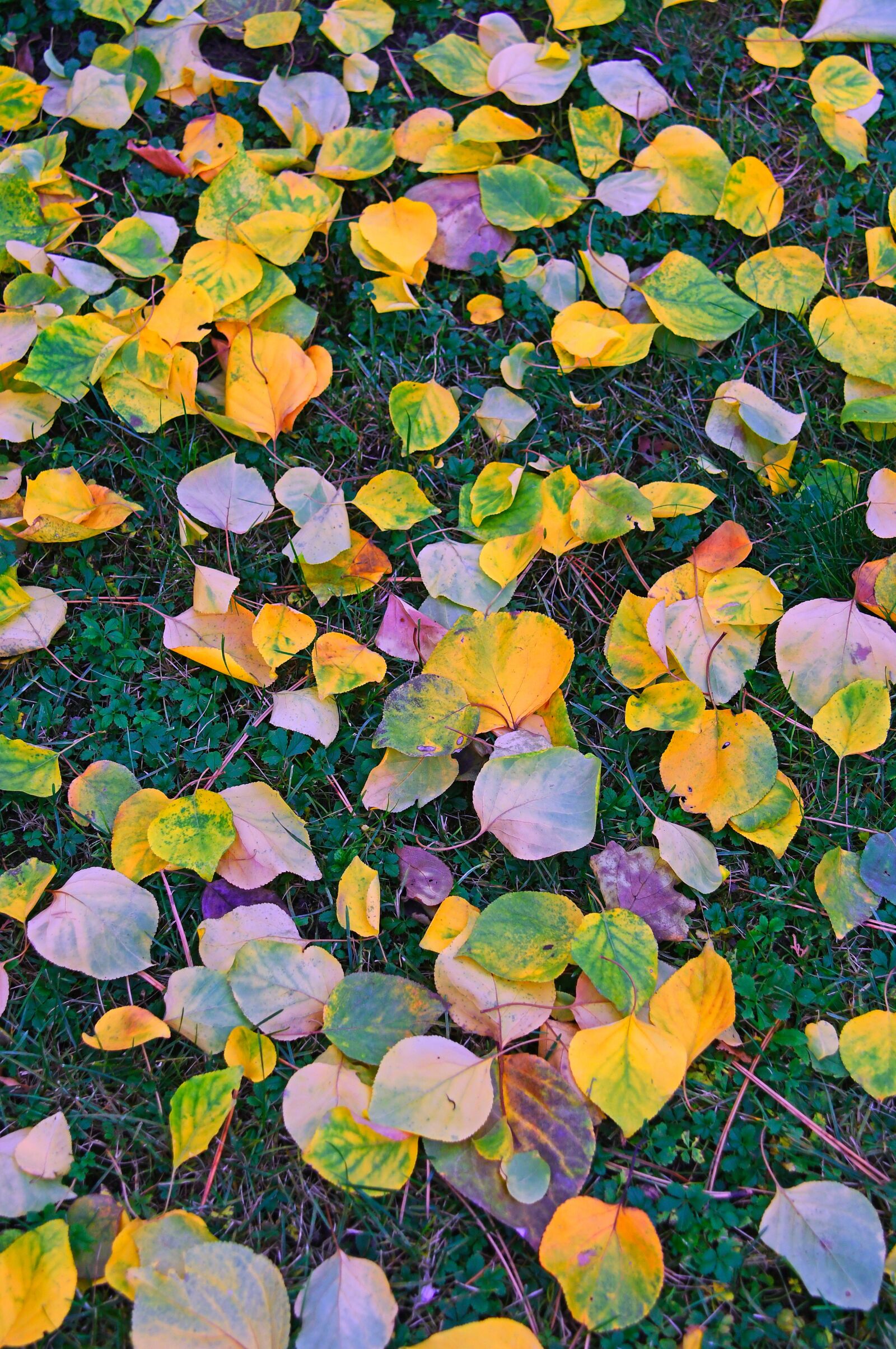 Nikon D3200 sample photo. Autumn, leaves, mood photography
