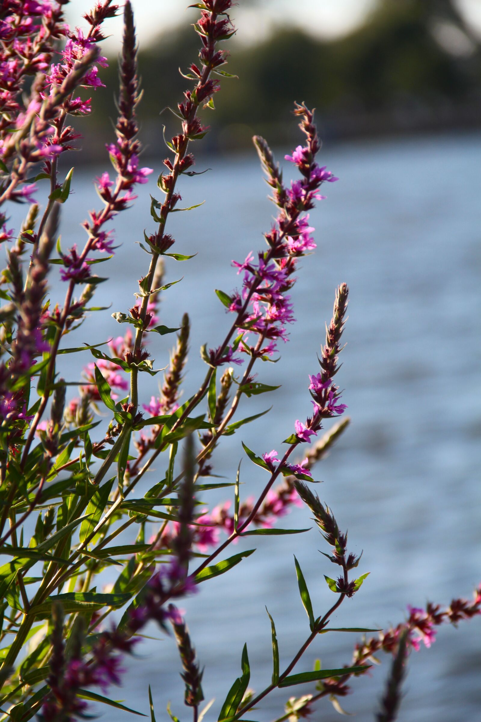 Canon EOS 650D (EOS Rebel T4i / EOS Kiss X6i) sample photo. Flowers, summer, purple photography