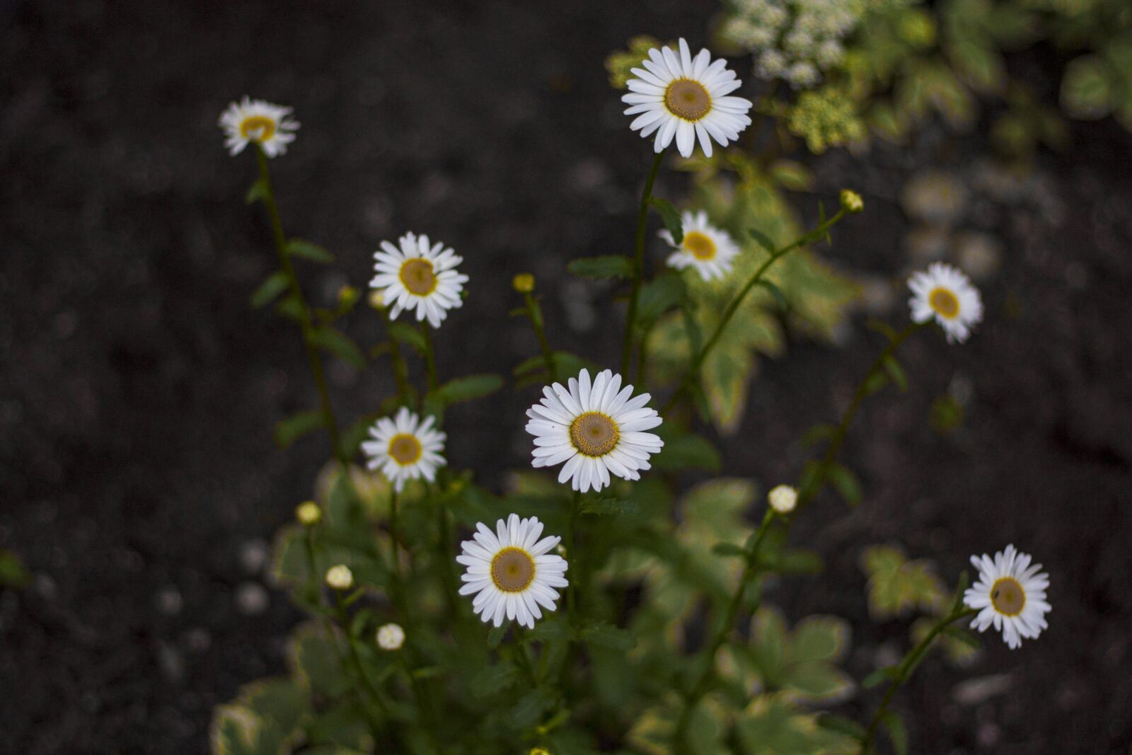 Canon EOS 450D (EOS Rebel XSi / EOS Kiss X2) + Canon EF 50mm F1.8 II sample photo. Chamomile, grass, green photography