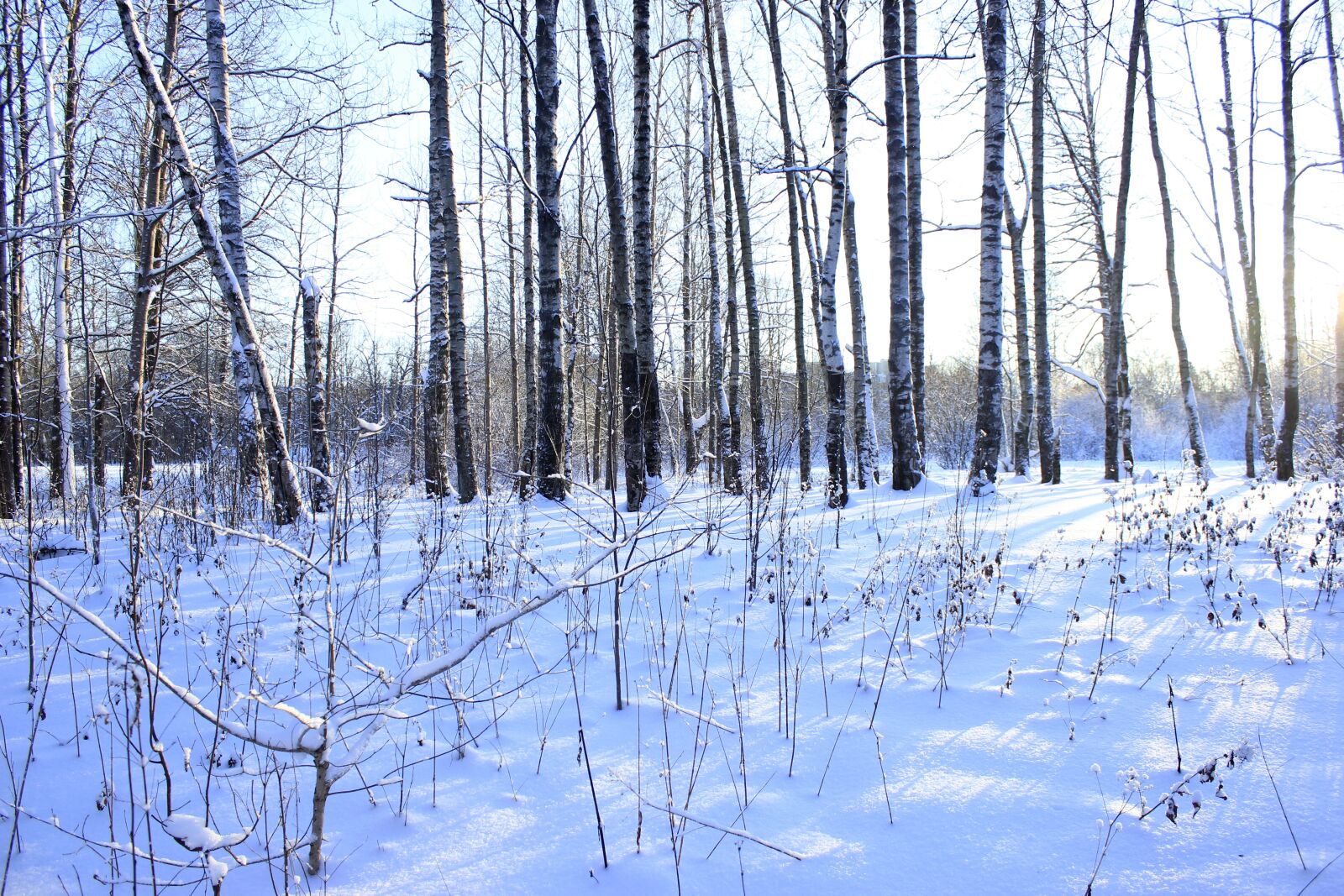 Canon EOS 550D (EOS Rebel T2i / EOS Kiss X4) sample photo. Winter, cold, white photography