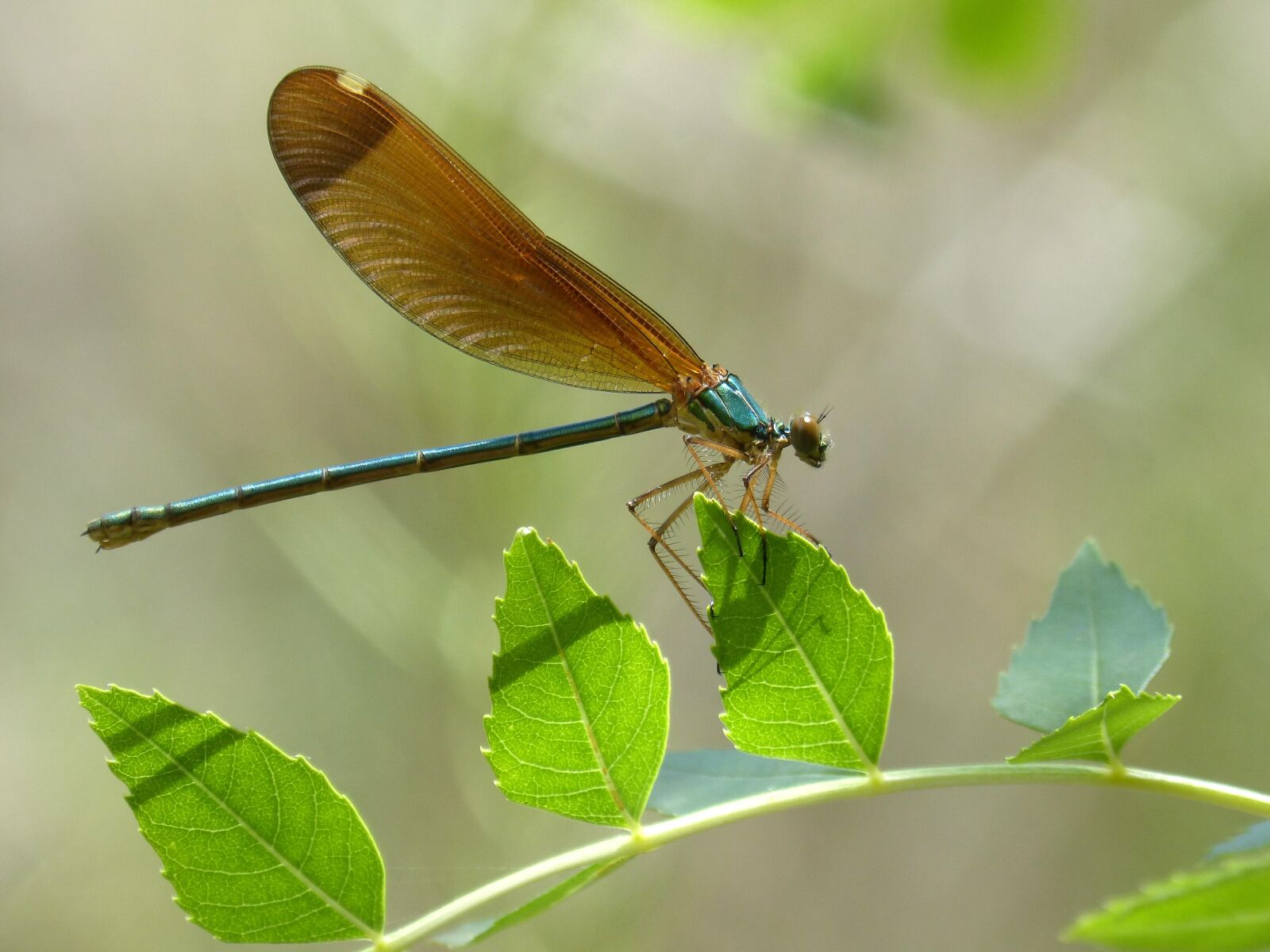 Panasonic DMC-FZ62 sample photo. Dragonfly, iridescent, green dragonfly photography