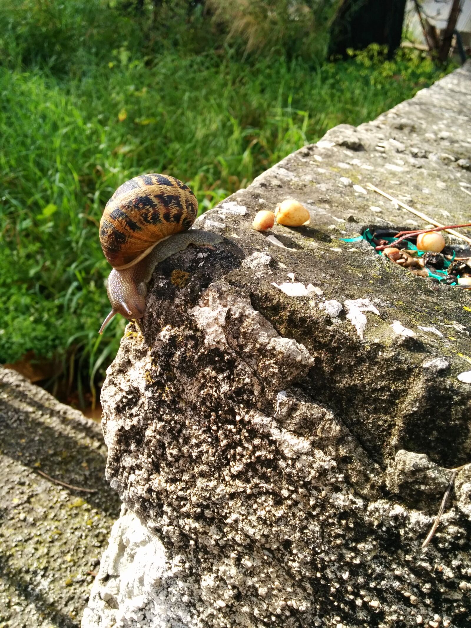 LG Nexus 5 sample photo. Snail, urban photography