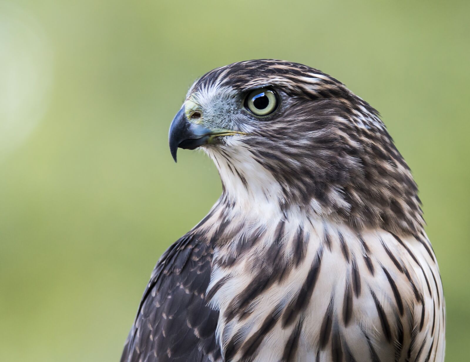 Tamron SP 150-600mm F5-6.3 Di VC USD sample photo. Hawk, bird, profile photography