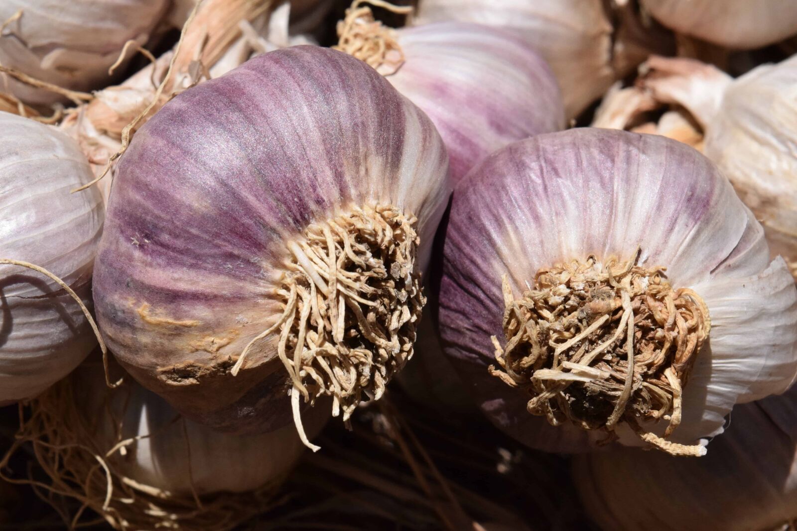 Nikon D3300 sample photo. Spice, food, vegetable, garlic photography