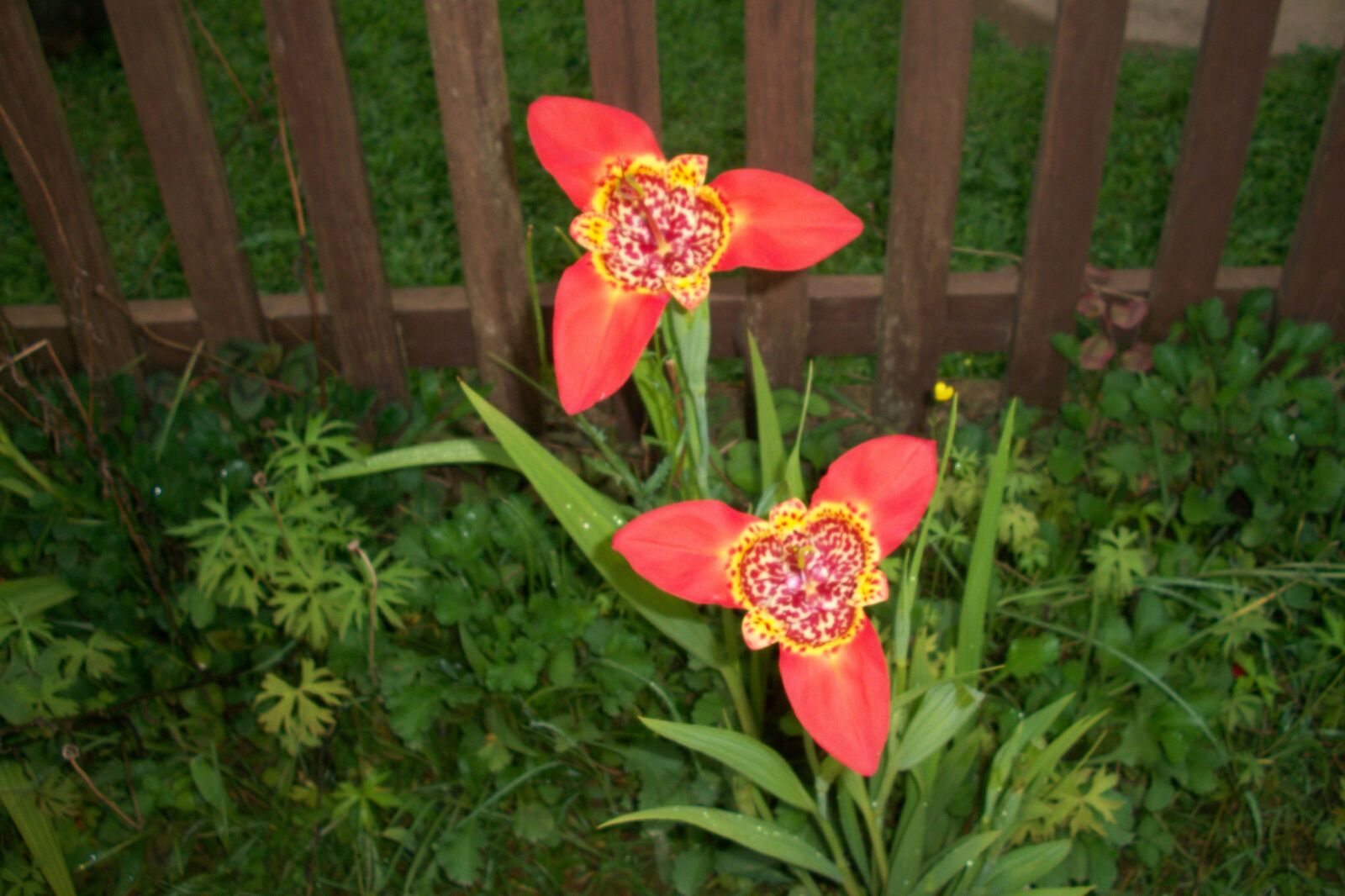 Kodak EASYSHARE M340 DIGITAL CAMERA sample photo. Flor, natureza, jardim photography