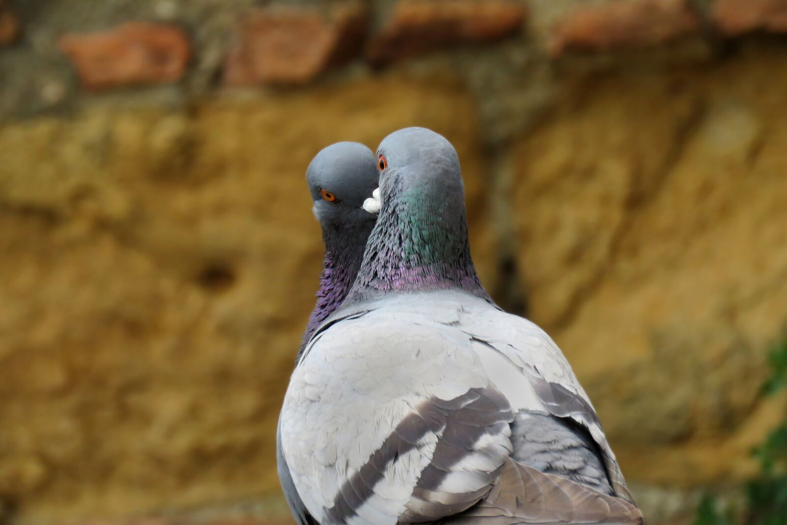Canon PowerShot SX60 HS sample photo. Nature, bird, animal photography