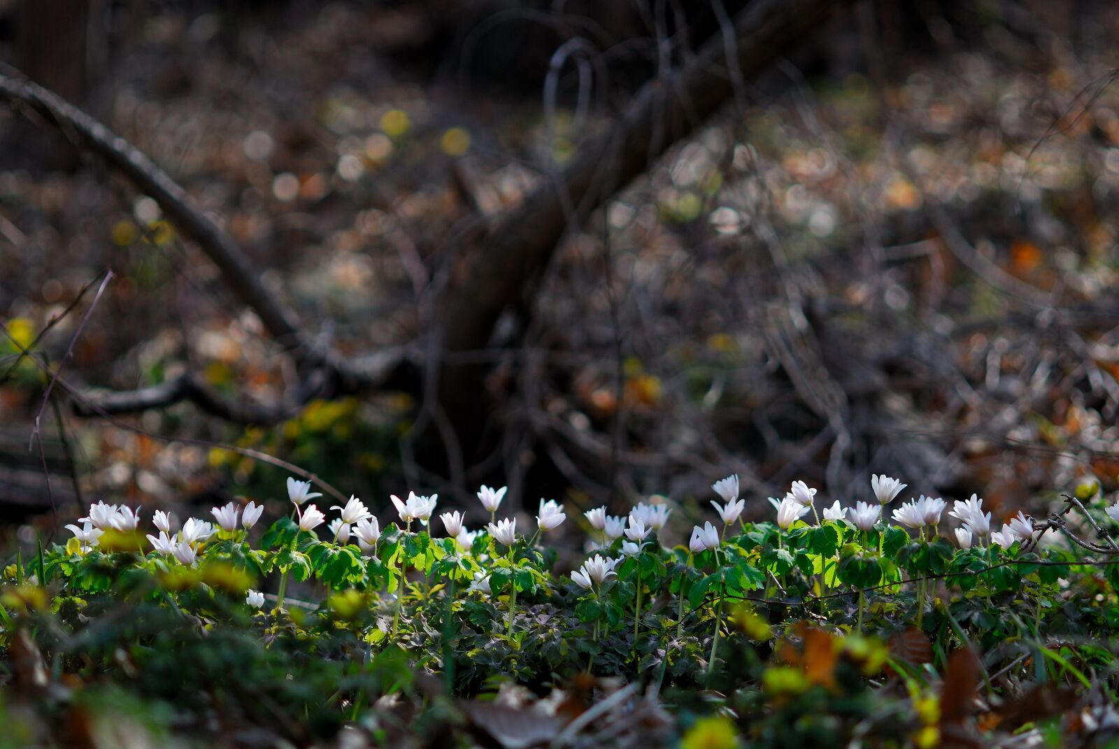 Nikon D200 sample photo. The pheasant's wind flower photography