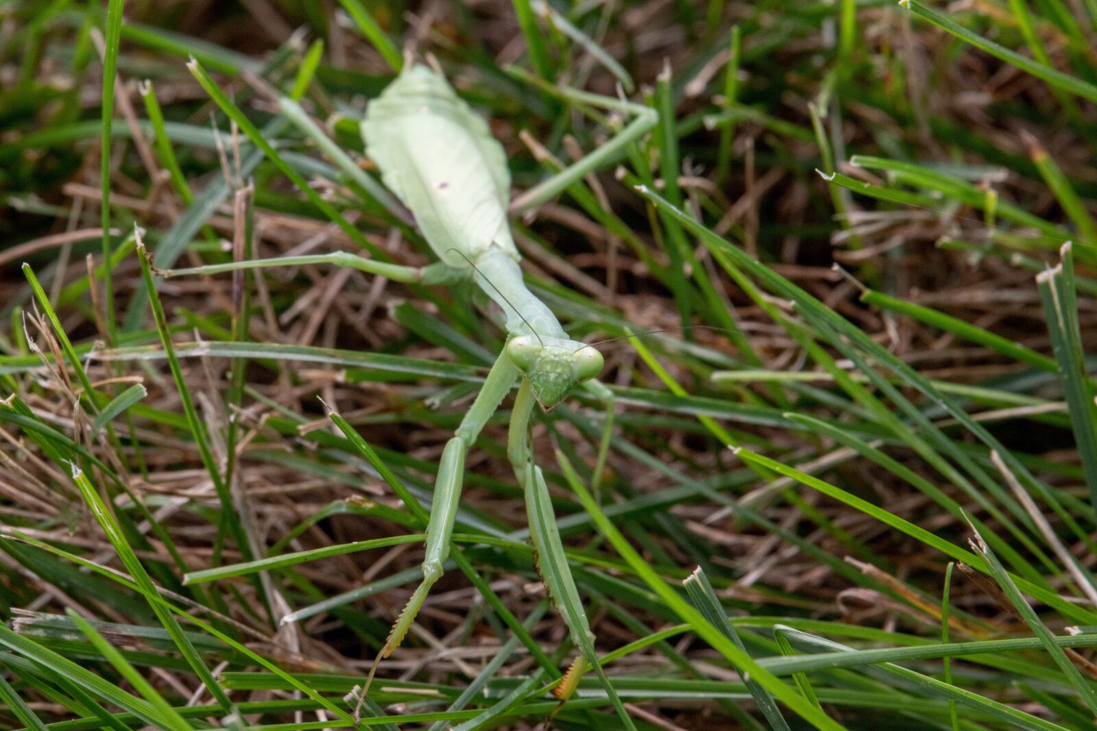 Canon EF-S 55-250mm F4-5.6 IS STM sample photo. Praying, mantis, i photography