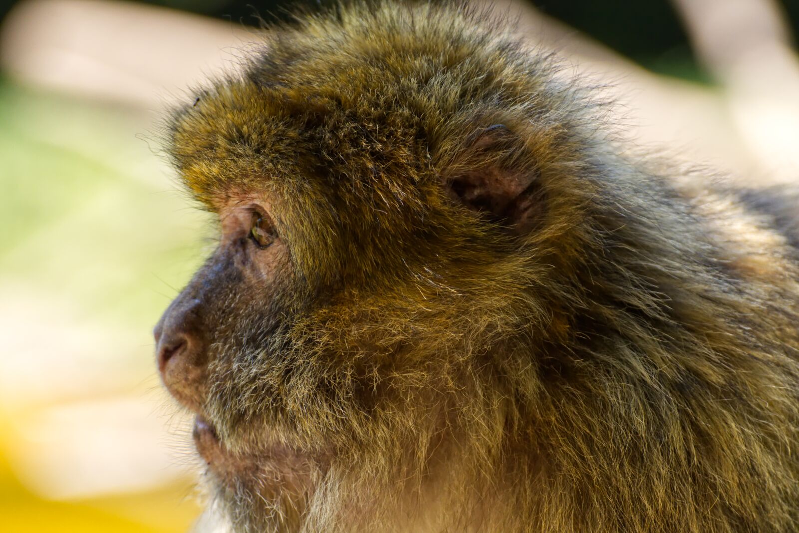 Nikon D7200 sample photo. Barbary ape, endangered species photography