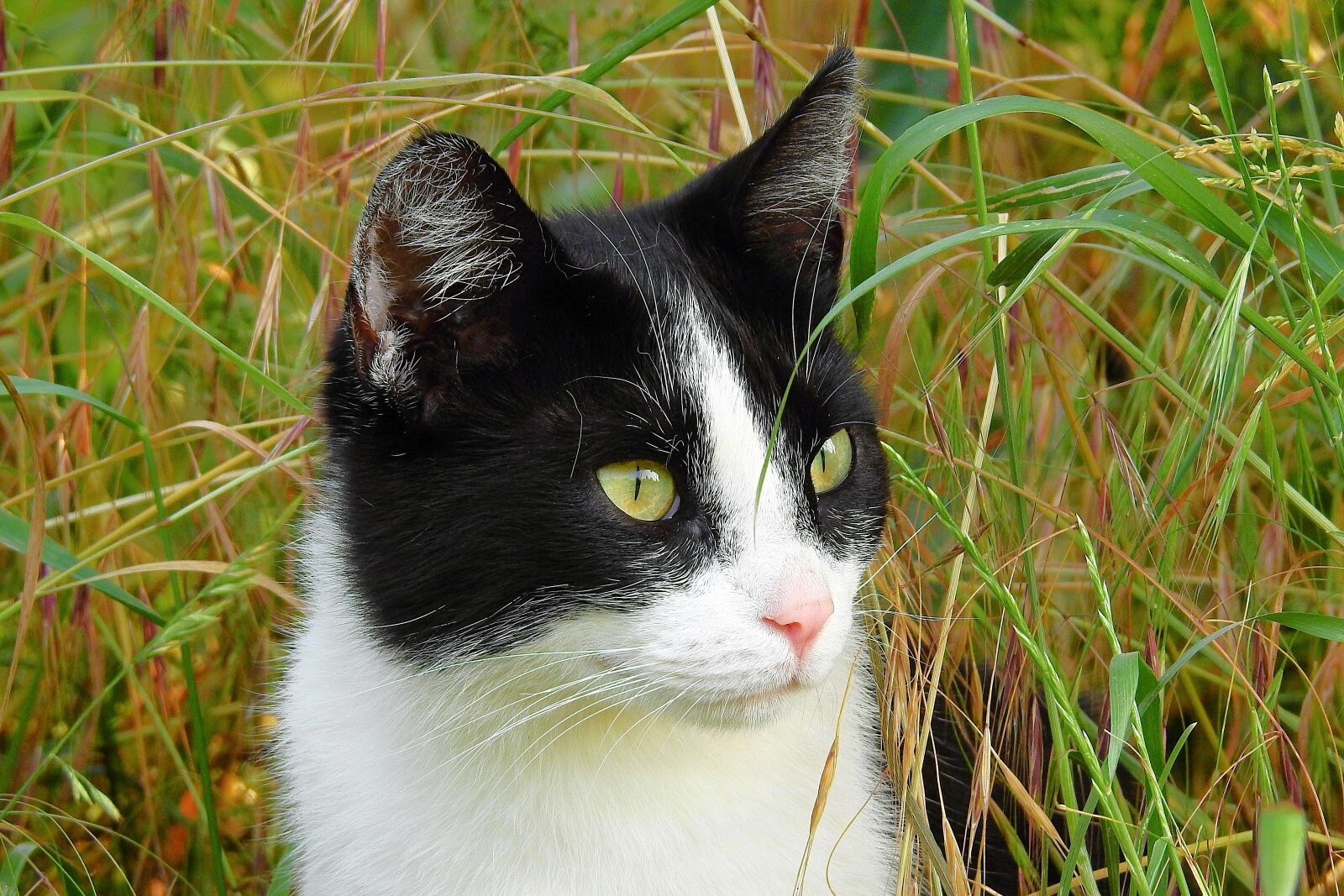 Nikon Coolpix P900 sample photo. Cat, hunting, animal photography