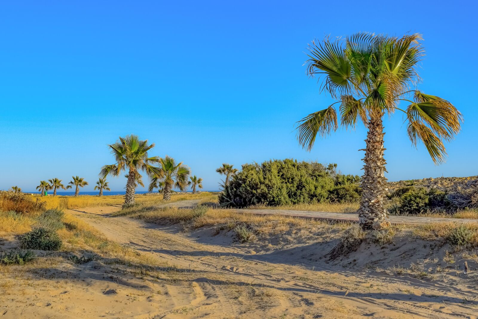 Nikon D3300 sample photo. Palm trees, nature, sand photography