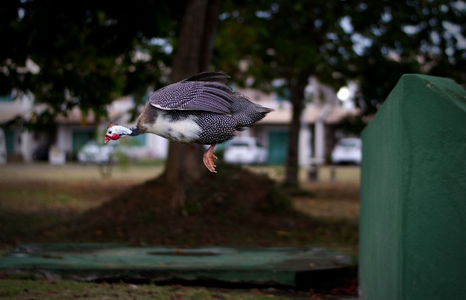 Nikon D5600 sample photo. Bird, nature, animal photography