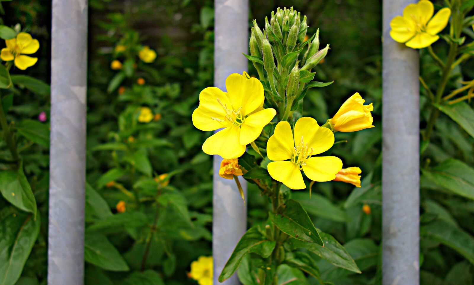 Sony Cyber-shot DSC-RX100 sample photo. Flower, plant, yellow flower photography