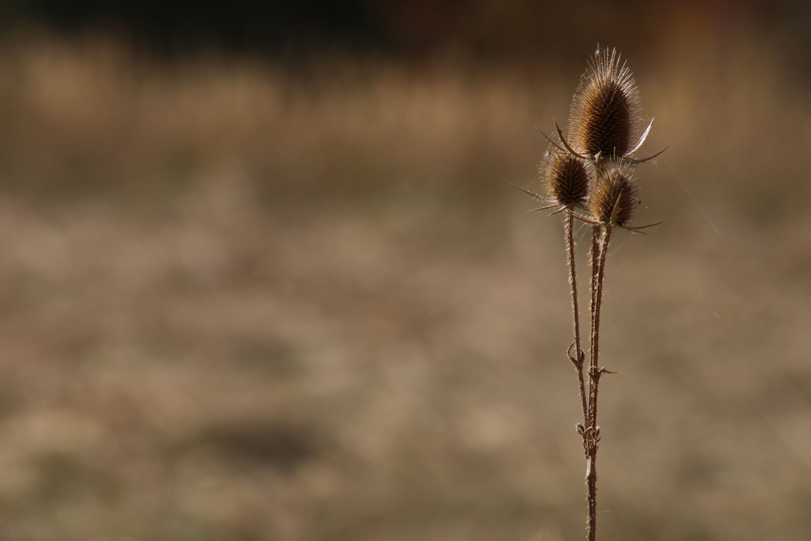 Canon EOS 80D sample photo. Burdock, dried, field photography
