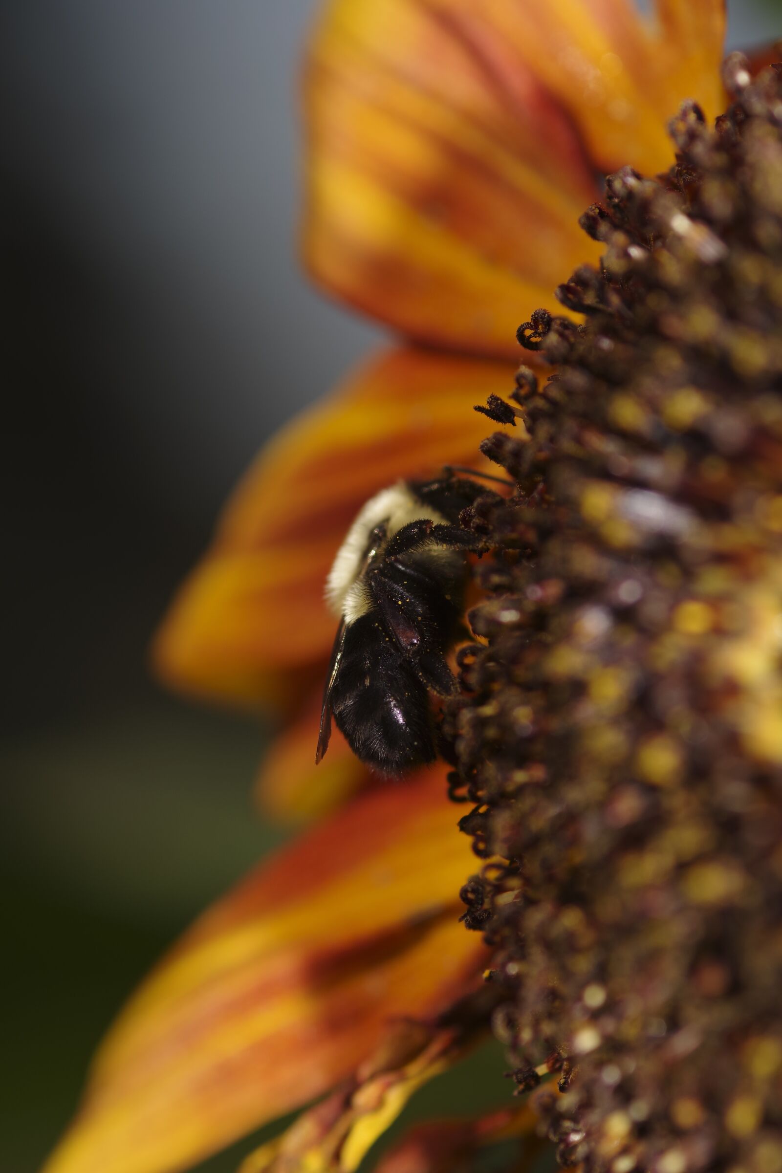 Pentax K-70 sample photo. Sunflower, with a wood photography
