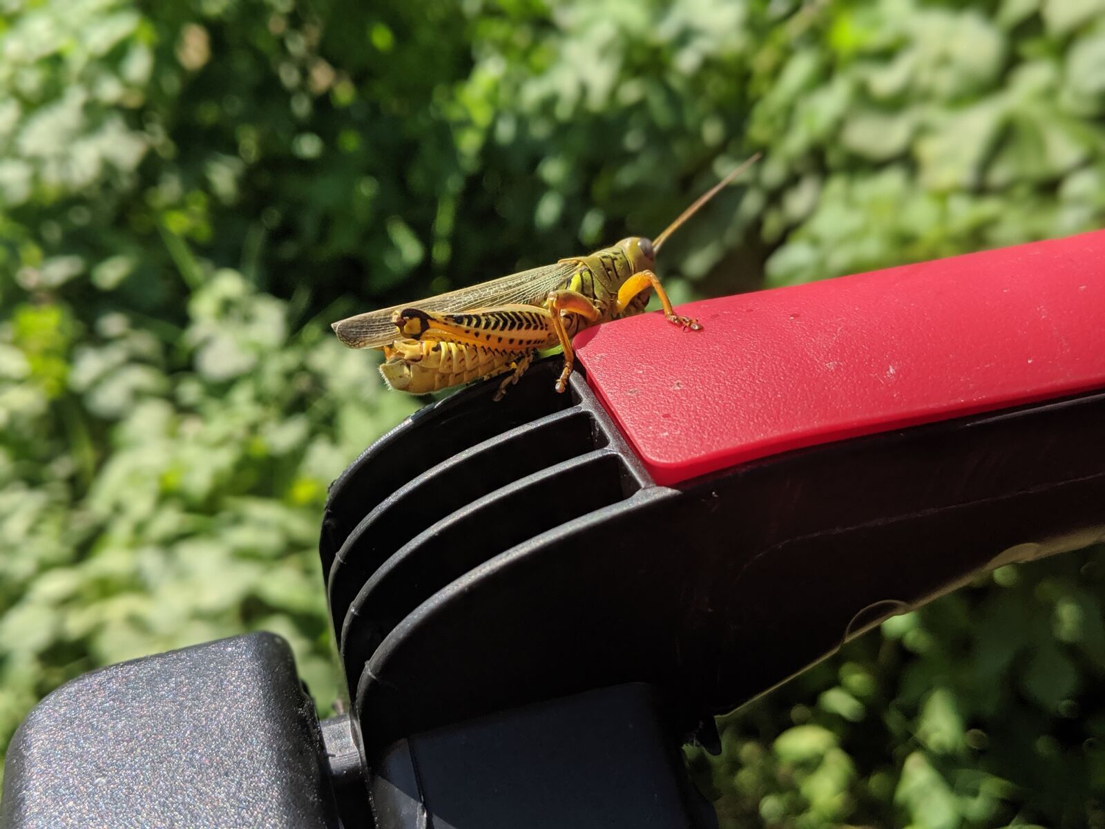 Google Pixel 2 sample photo. Grasshopper, bug, insect photography
