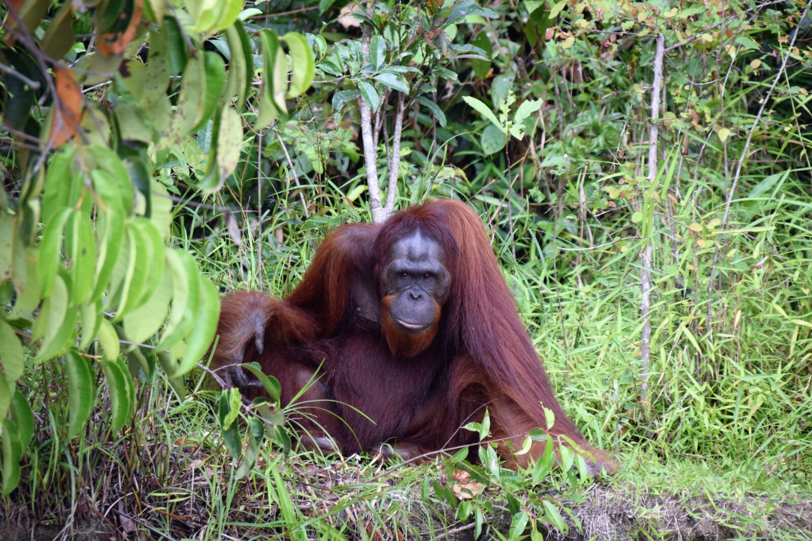 Nikon D5300 sample photo. Orang utan, kalimantan, borneo photography