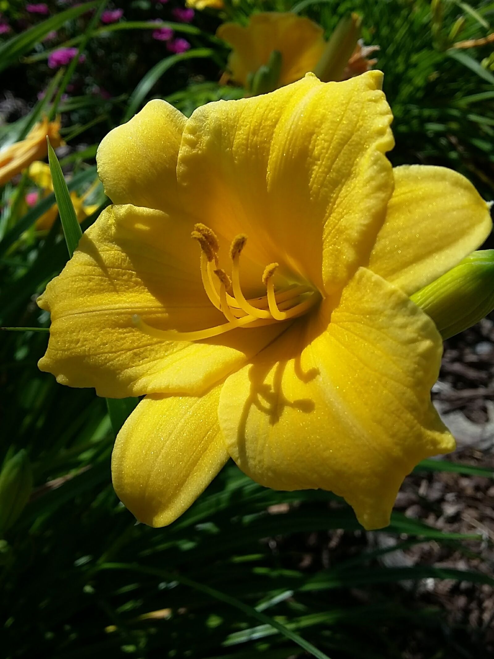 Samsung Galaxy Grand Prime sample photo. Blooming, floral, yellow flowers photography