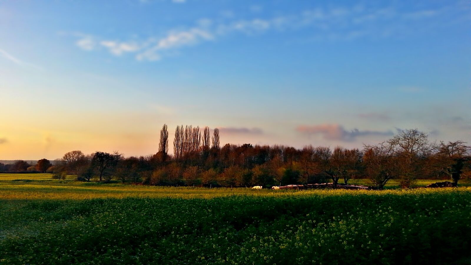 Samsung Galaxy S3 sample photo. Field, meadow, tree photography