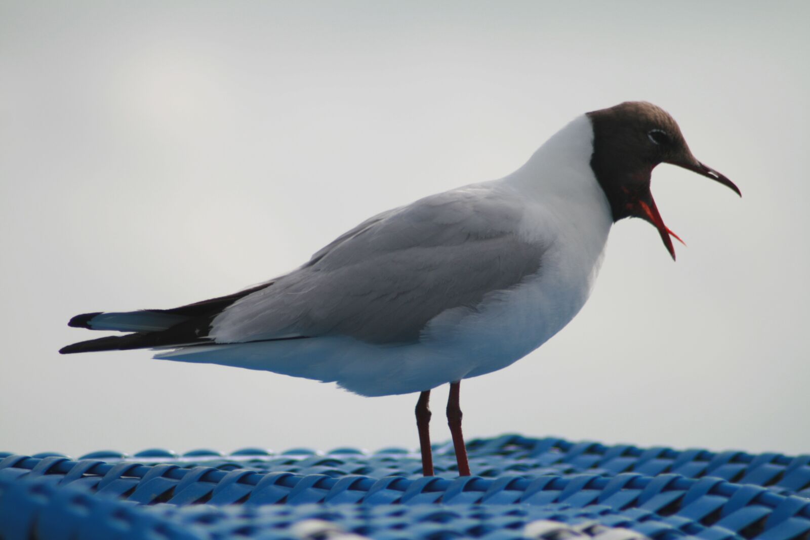 Canon EOS 400D (EOS Digital Rebel XTi / EOS Kiss Digital X) sample photo. Seagull, sea, north sea photography