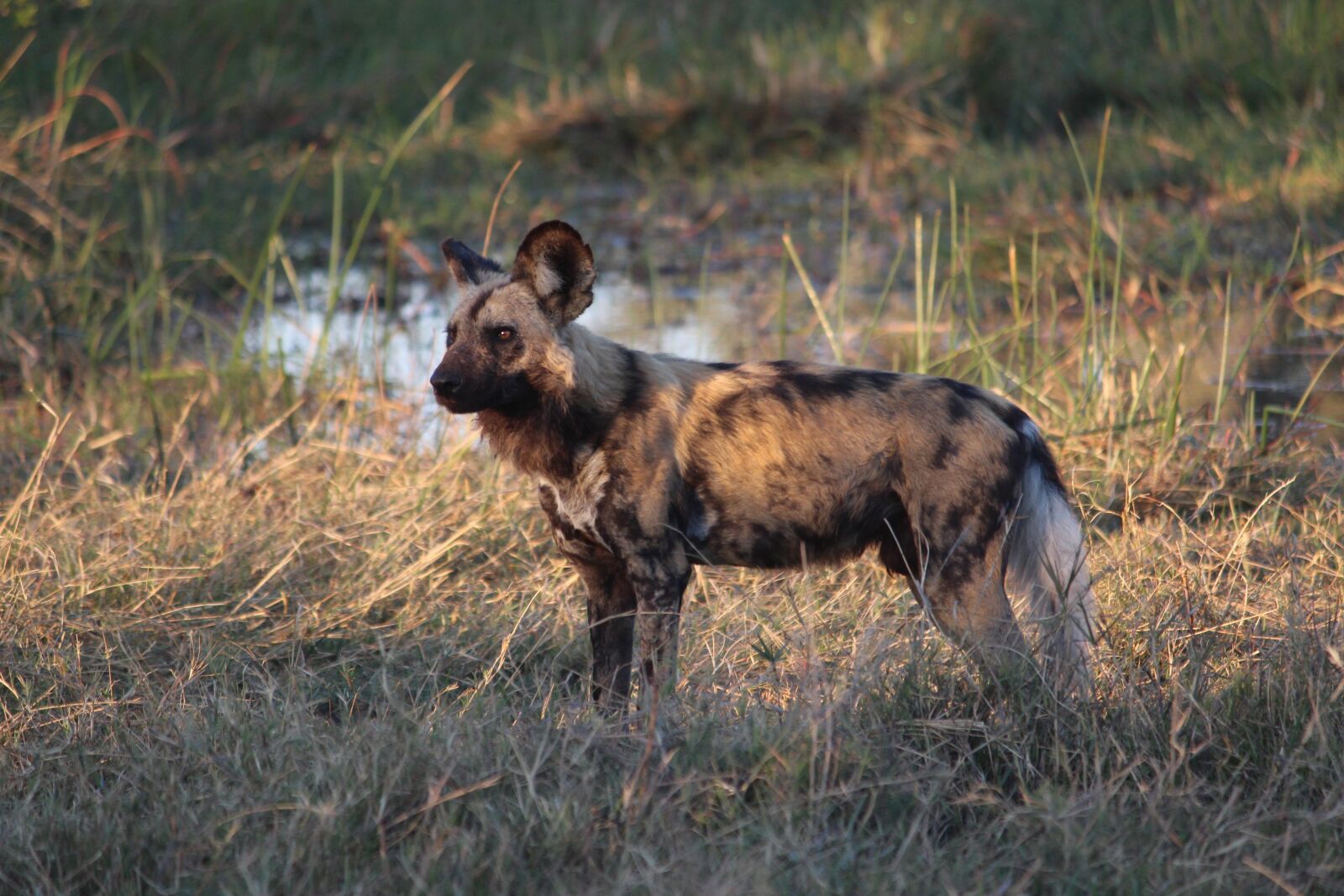 Canon EOS 650D (EOS Rebel T4i / EOS Kiss X6i) + Canon EF-S 55-250mm F4-5.6 IS II sample photo. Painted dog, wild, africa photography