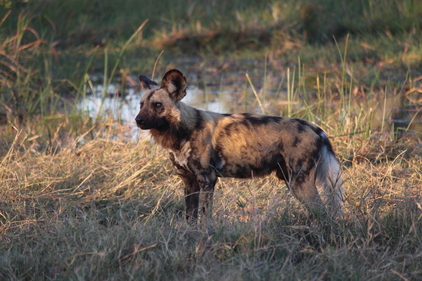 Canon EOS 650D (EOS Rebel T4i / EOS Kiss X6i) sample photo. Painted dog, wild, africa photography