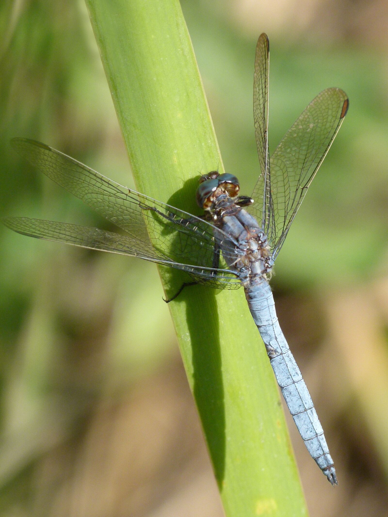 Leica V-Lux 2 sample photo. Blue dragonfly, leaf, wetland photography