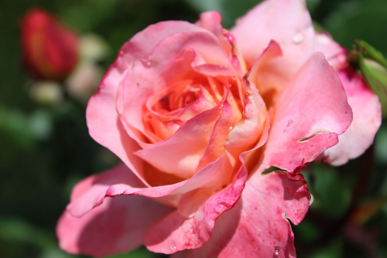 Canon EOS 1300D (EOS Rebel T6 / EOS Kiss X80) sample photo. Rose, pink rose, rose photography