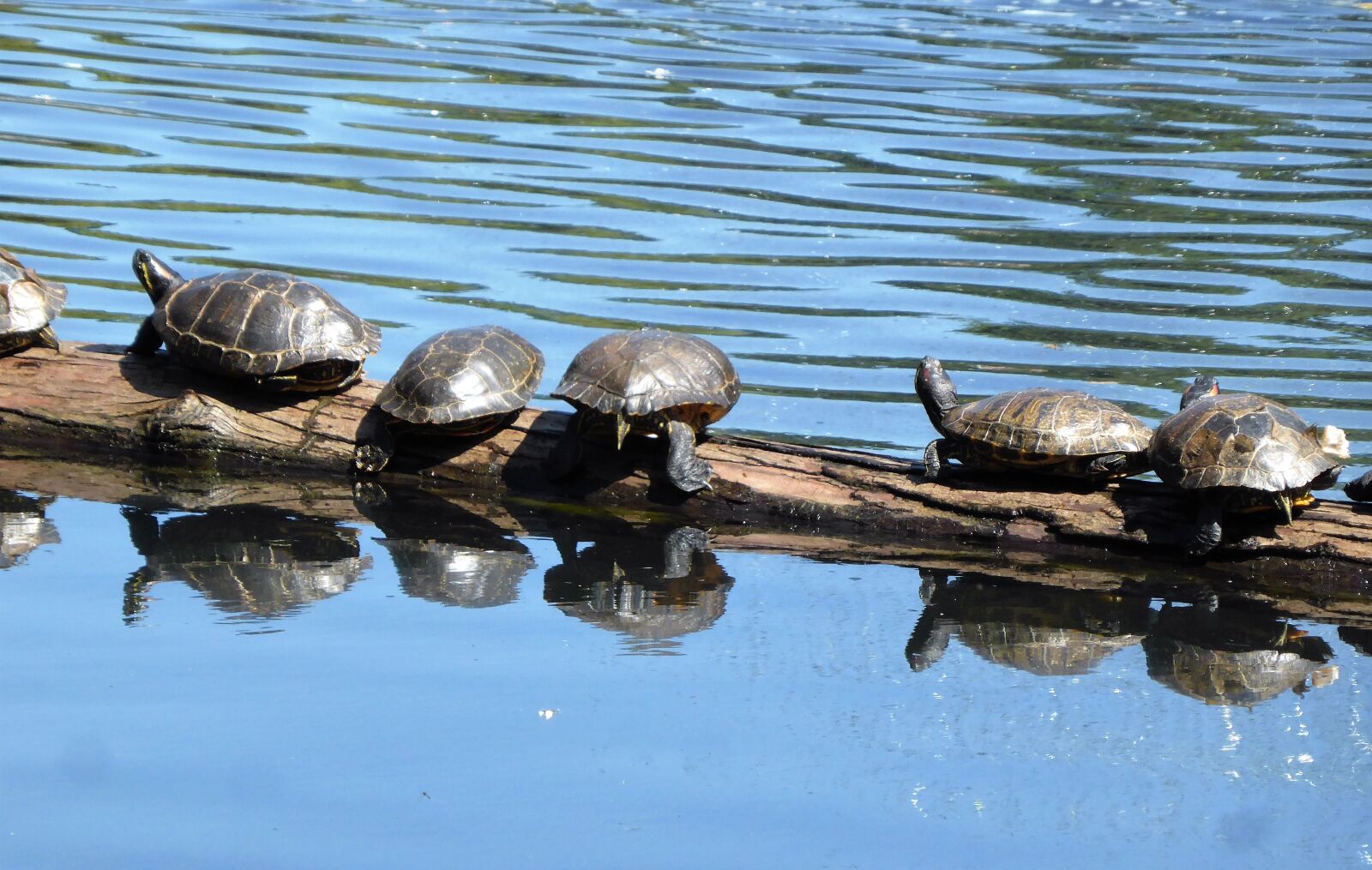 Panasonic Lumix DMC-TZ40 / ZS30 Price In Philippines On 06 Sep 2015 - Foto 3