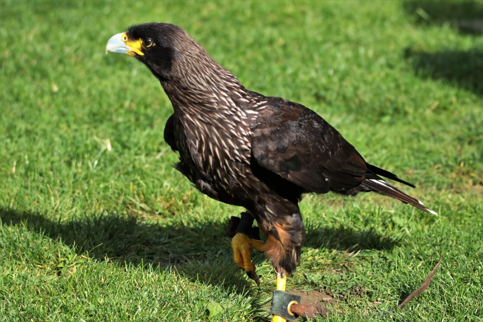 Canon EOS 7D Mark II sample photo. Caracara, bird of prey photography