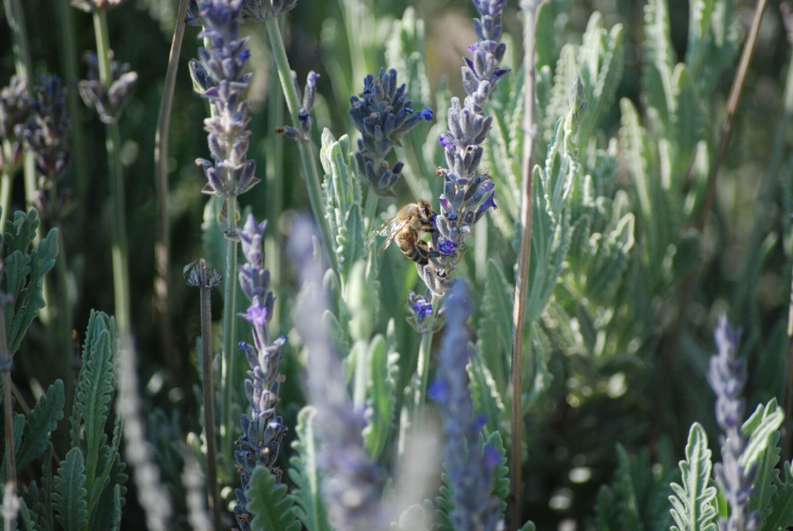 Nikon D80 sample photo. Lavender, bee, insect photography