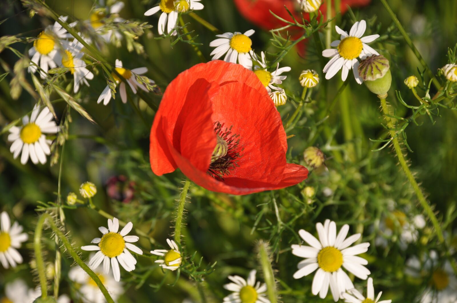 Nikon D90 sample photo. Poppy, field of poppies photography
