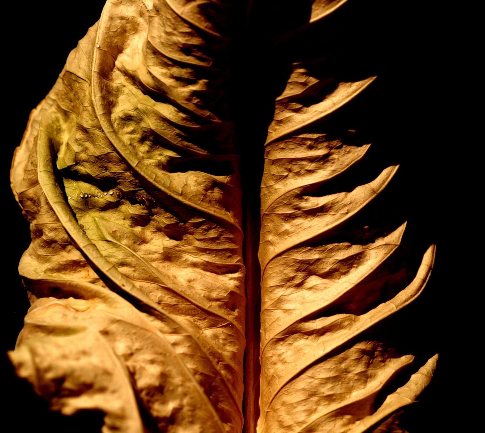 Nikon D200 sample photo. Autumn, dry leaf photography