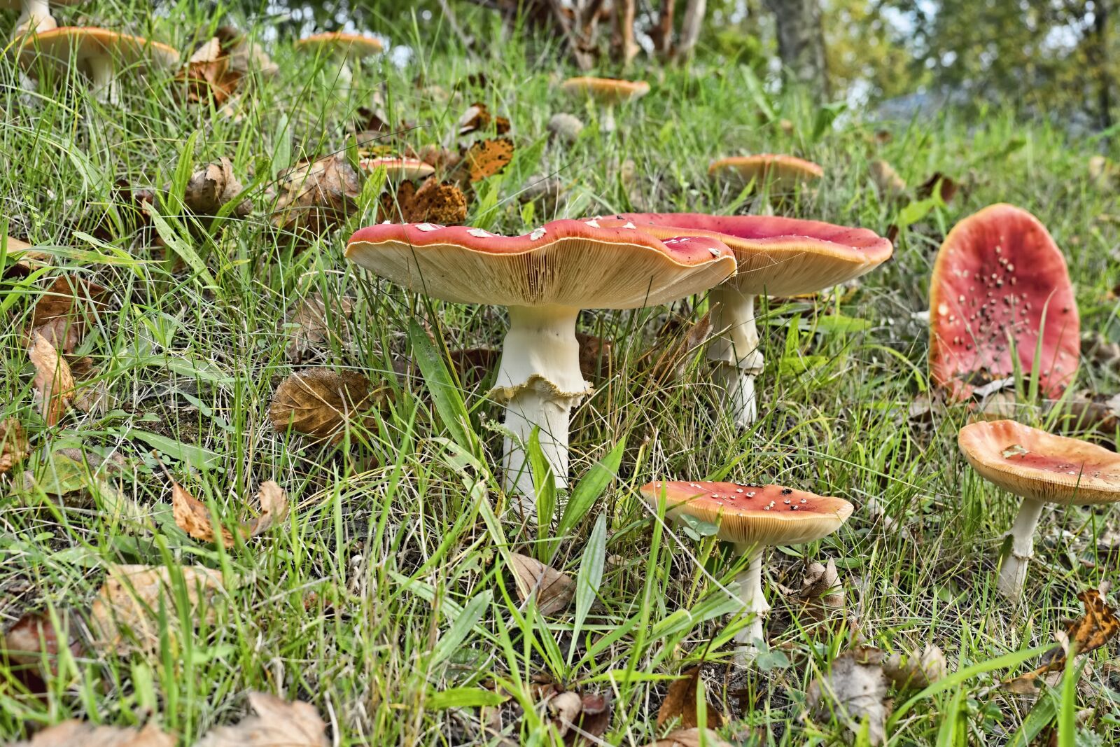 Olympus OM-D E-M5 II + Olympus M.Zuiko Digital ED 12-40mm F2.8 Pro sample photo. Matryoshka, red fly agaric photography