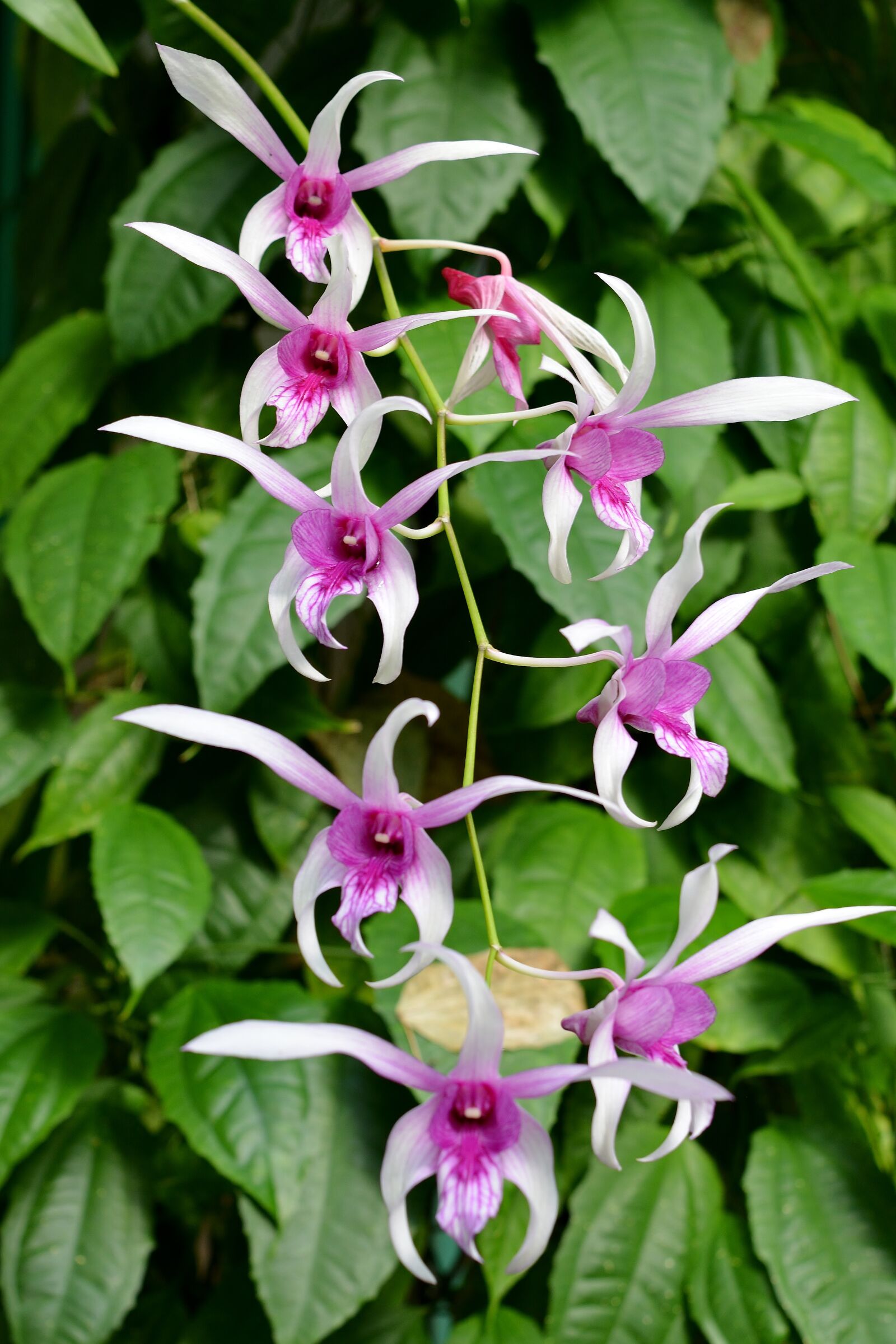 Nikon D5200 sample photo. Orchid, panicle, flowers photography
