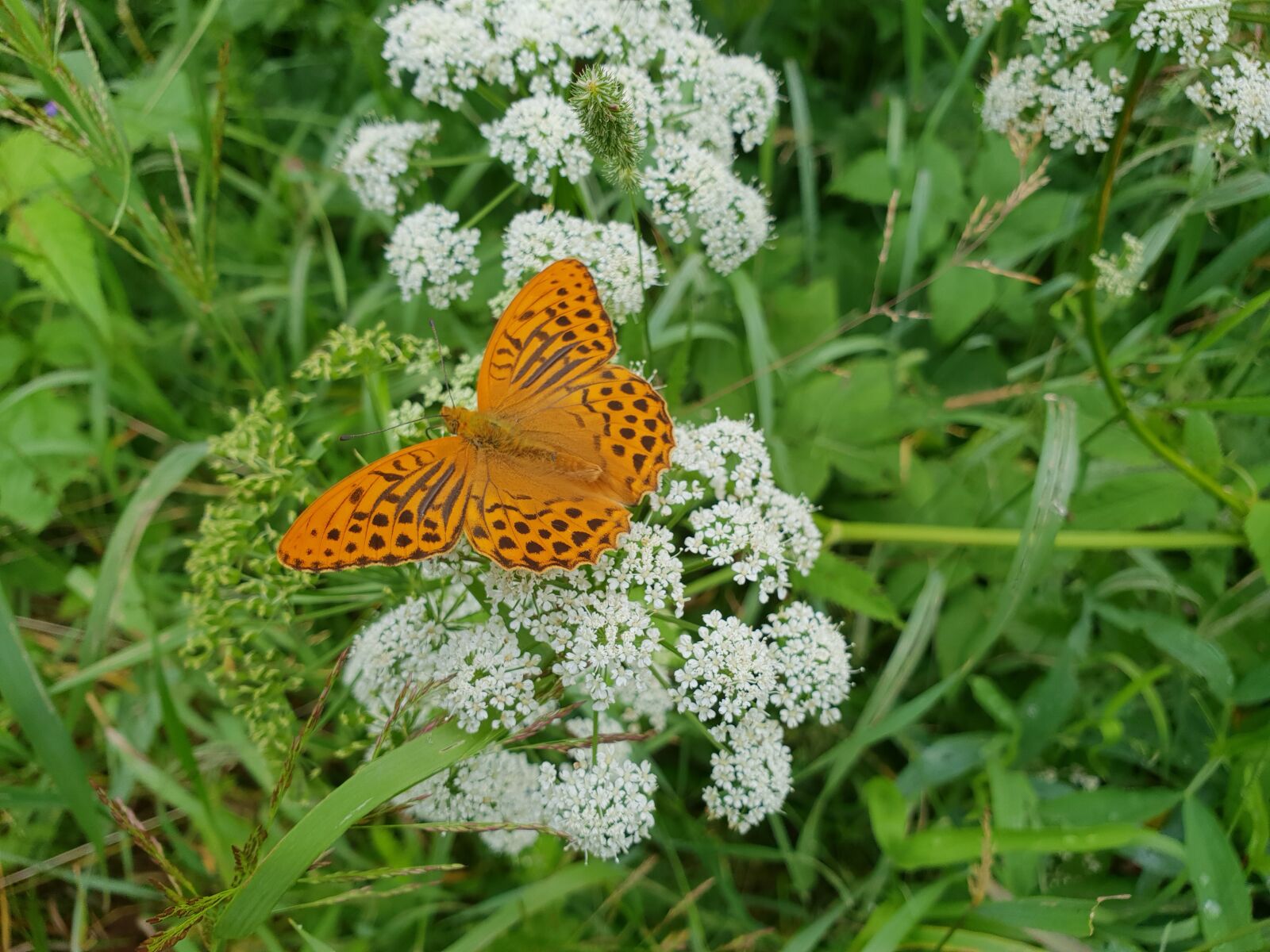 Samsung Galaxy S9 sample photo. Butterfly, nature, latvia photography
