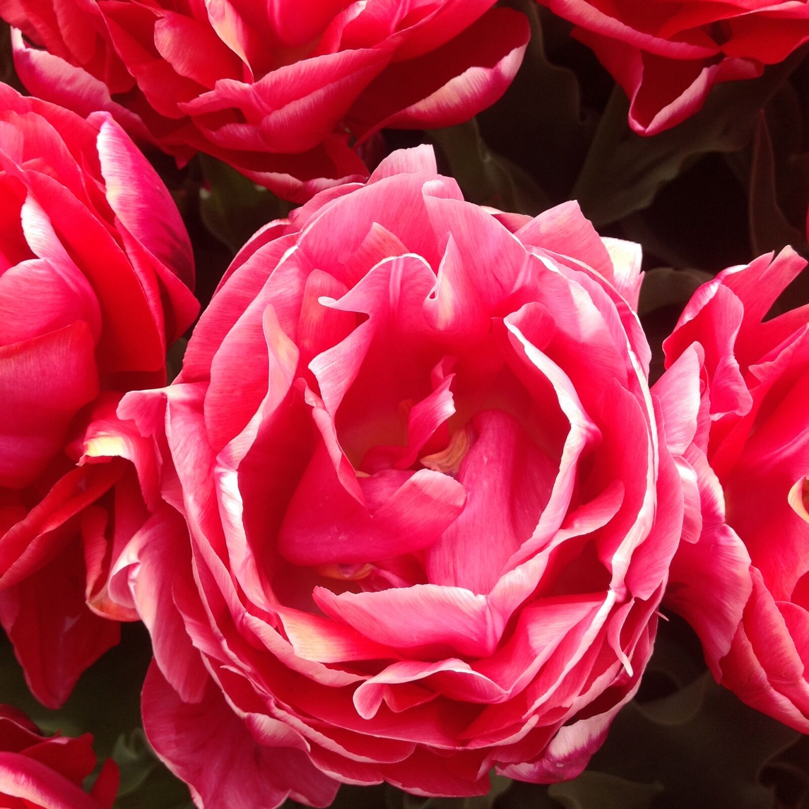 iPad back camera 4.28mm f/2.4 sample photo. Flower, tulip, keukenhof garden photography