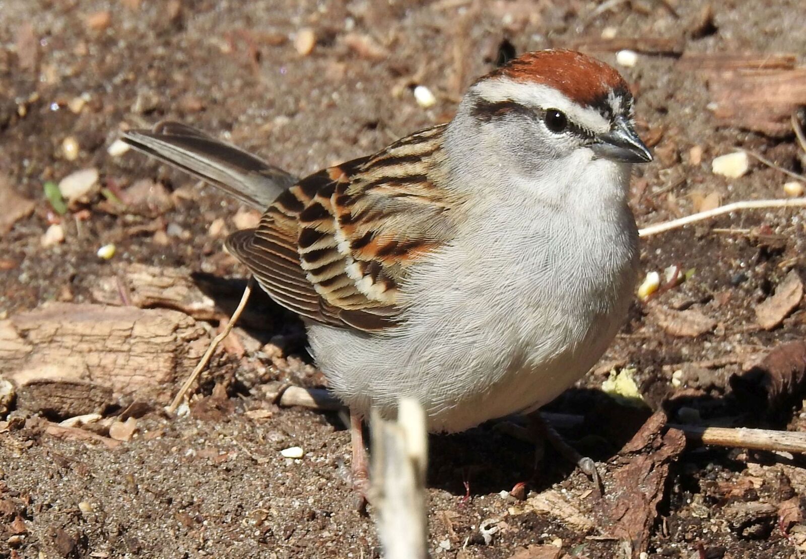 Nikon Coolpix P900 sample photo. Chipping sparrow, spizella passerina photography