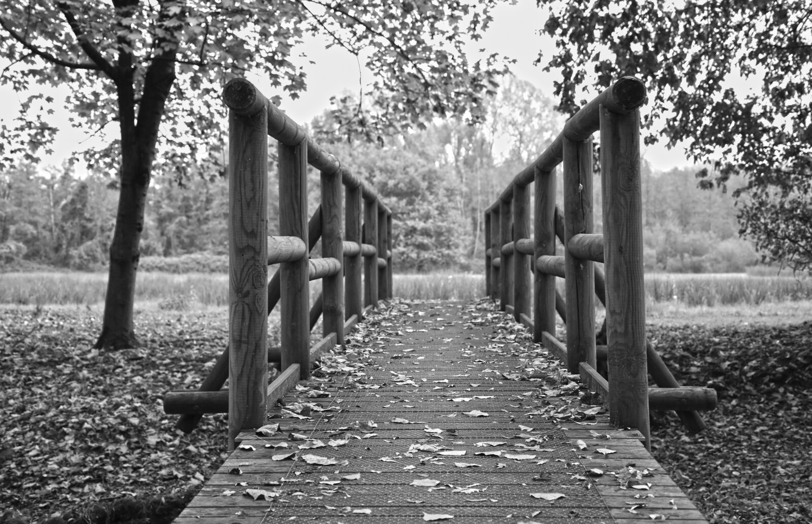 Nikon D7200 sample photo. Forest, nature, leaves photography