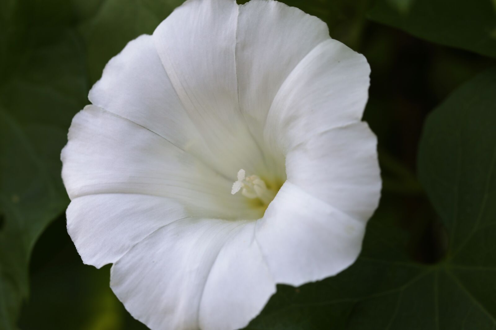 Canon EOS 6D + Canon EF 100mm F2.8 Macro USM sample photo. Hedge bindweed, calystegia sepium photography