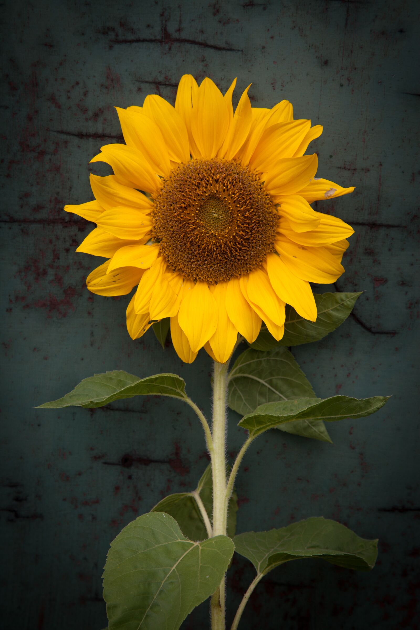 Canon EOS 5D Mark II sample photo. Sunflower, yellow, flower photography