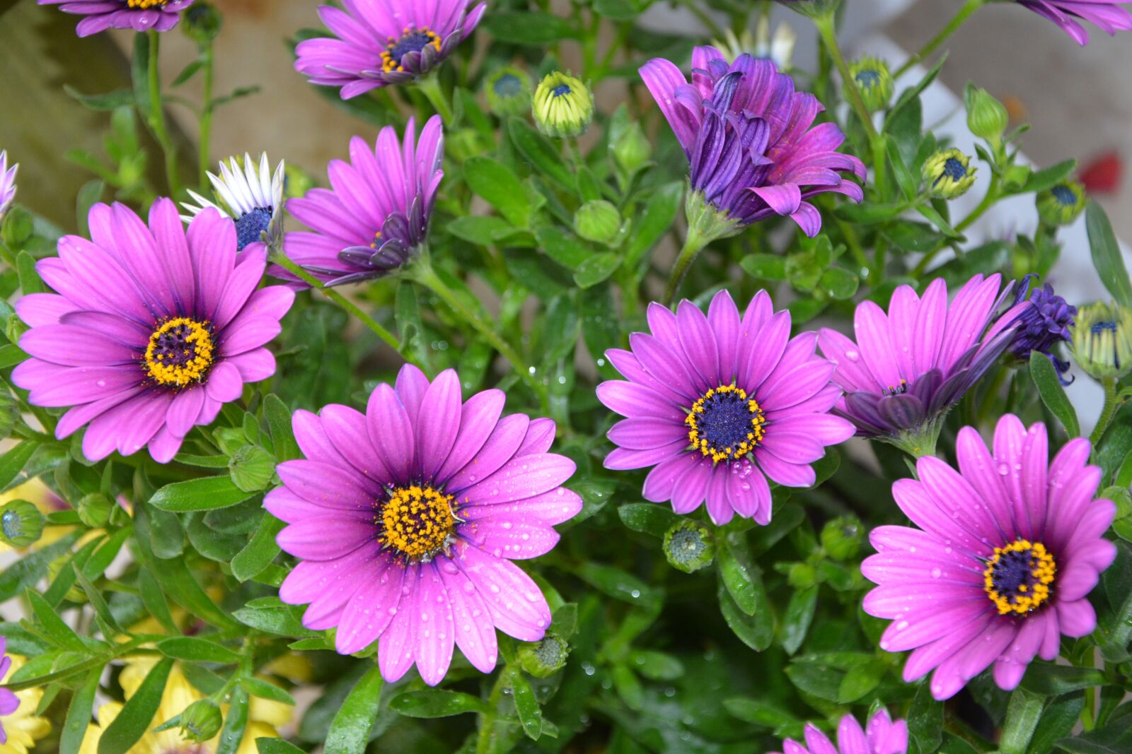 Nikon D5200 sample photo. Flower, plant, nature photography