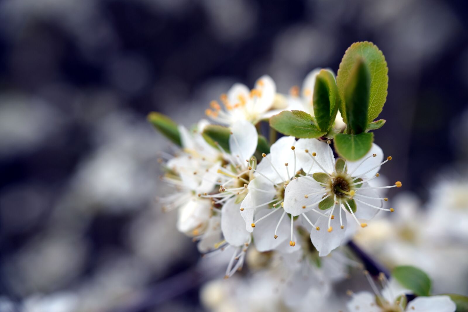 Nikon D5300 sample photo. Branch, blossom, bloom photography
