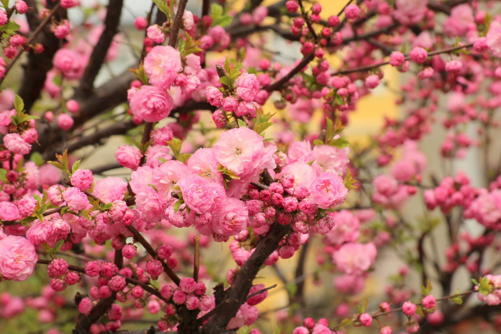 Canon EOS 1200D (EOS Rebel T5 / EOS Kiss X70 / EOS Hi) sample photo. Almond, bush, ornamental shrubs photography