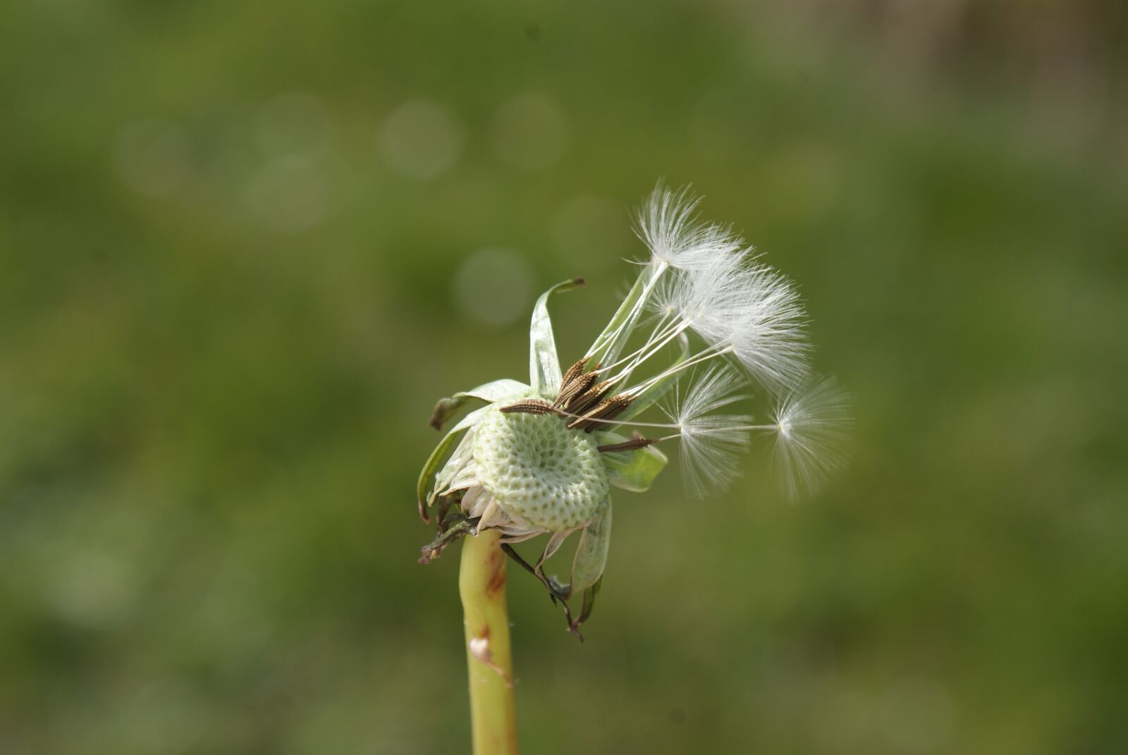 Sony Alpha DSLR-A200 sample photo. Nature, blowing, plant photography