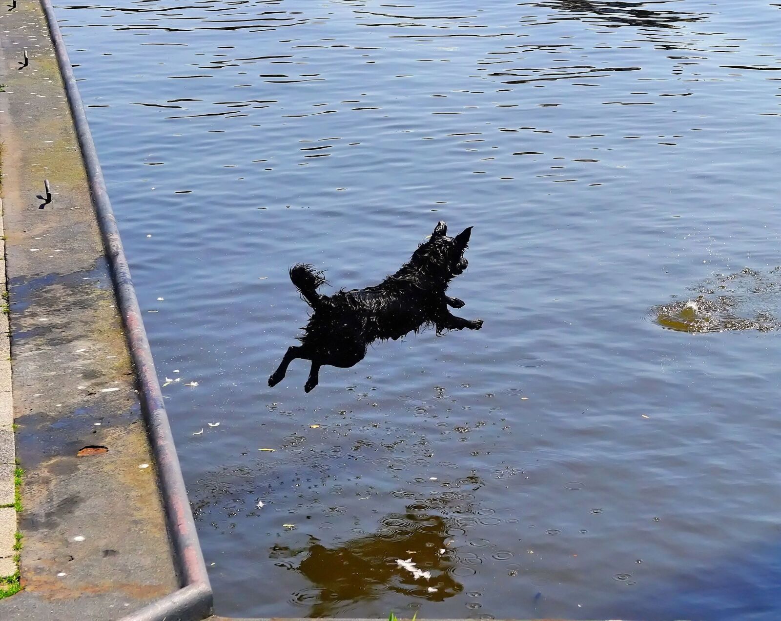 Sony a99 II sample photo. Water, port, dog photography