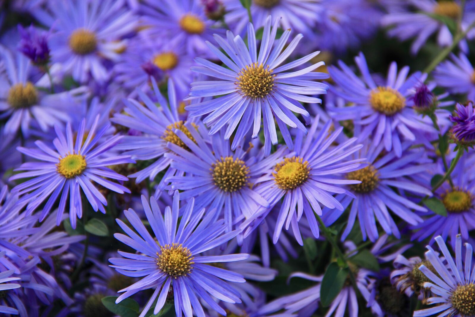 Canon EOS 60D sample photo. Purple, daisy wildflower, nature photography